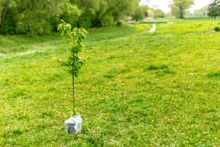 Tree planting initiative